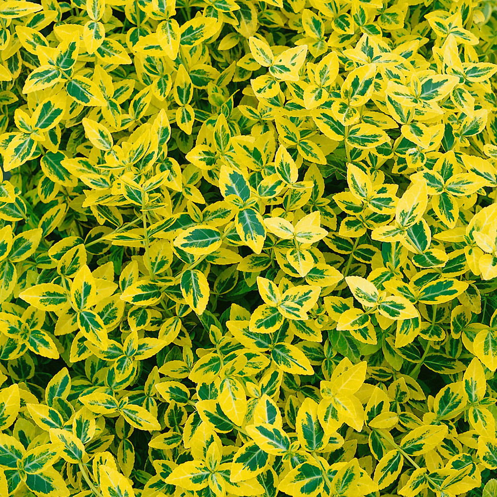 Euonymus fortunei 'Emerald Gold' gelbgrün, Topf-Ø 13 cm, 6er Set