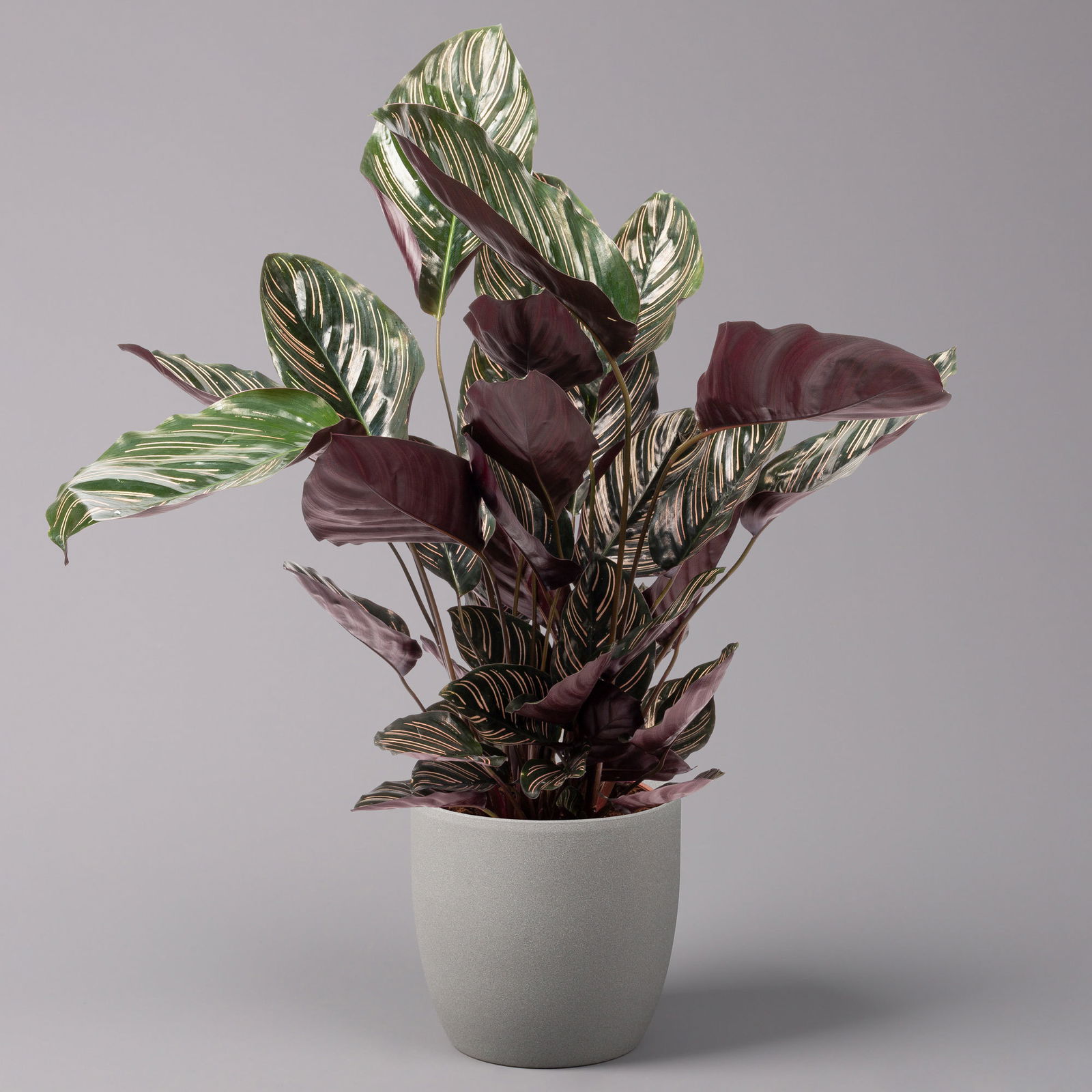 Korbmarante, Goeppertia ornata syn. Calathea, Topf-Ø 19 cm, Höhe ca. 65-85 cm