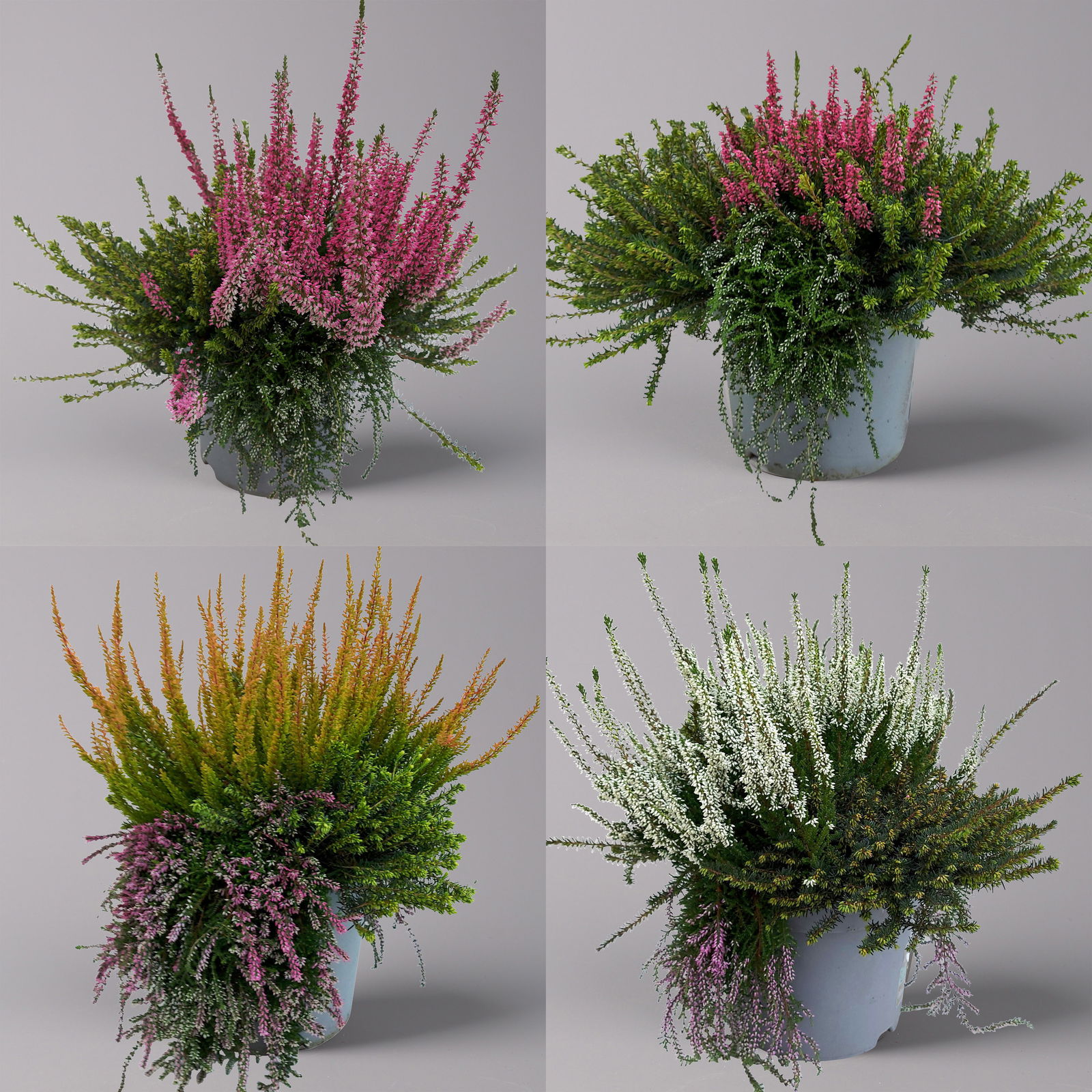 Knospenheide 'Beautybelle®' bunt, Farbe zufällig, Topf-Ø 23 cm