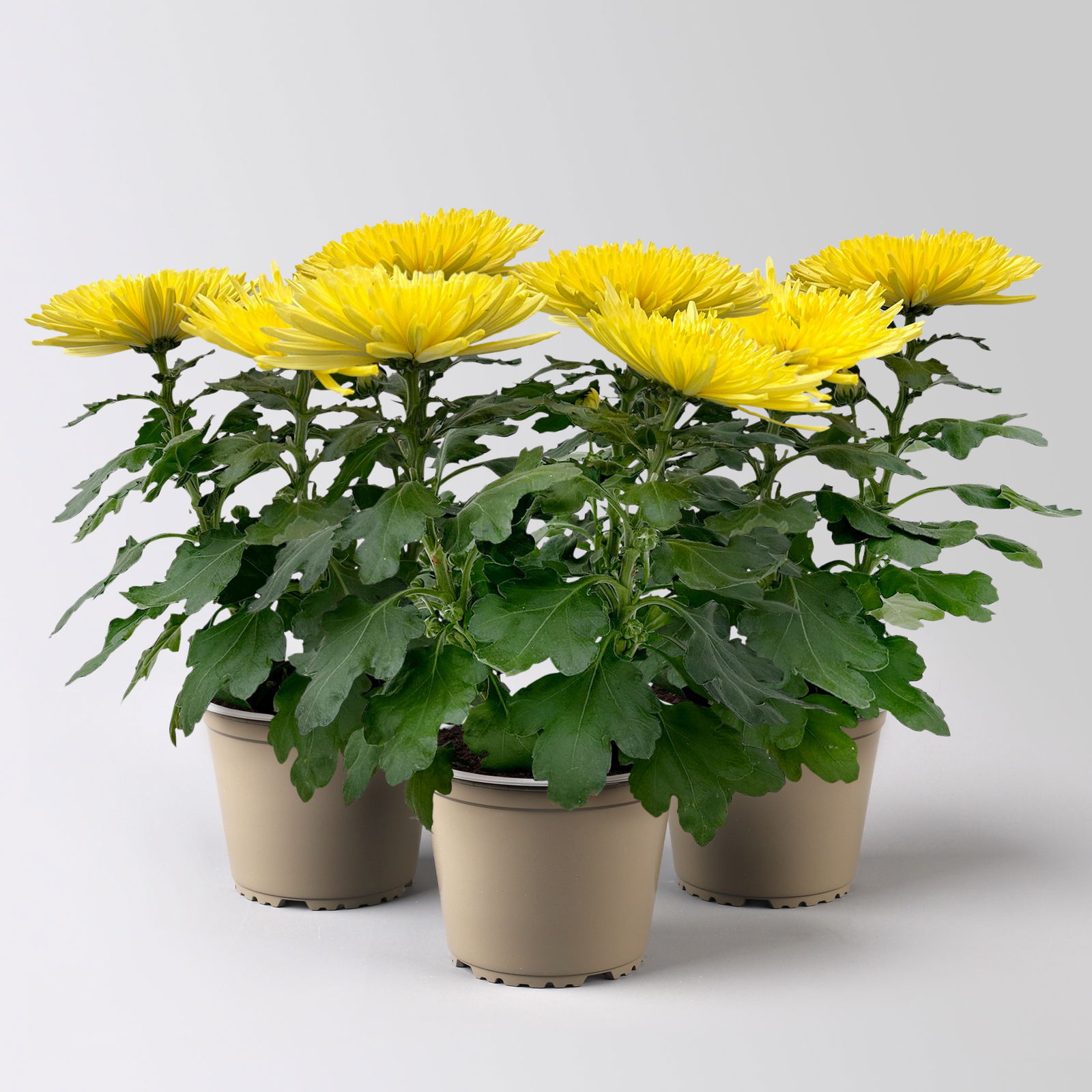 Chrysantheme 'Anastasia' gelb, großblumig, Topf-Ø 13 cm, 3 Stück