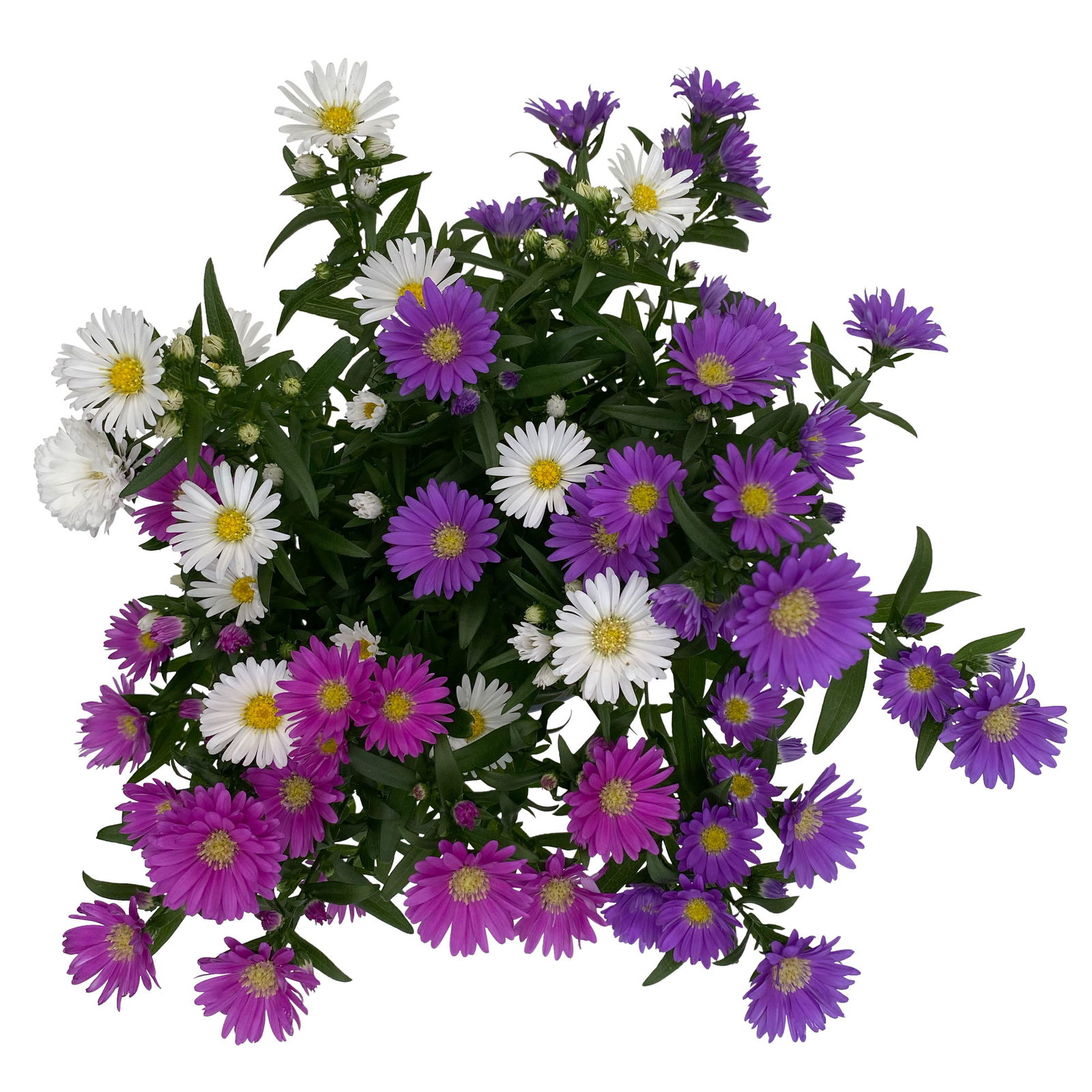 Aster novi-belgii 'Trio' weiß-rosa-blau, Topf-Ø 12 cm, 6er-Set