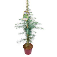 Himalaya-Zeder (Cedrus deodara), 2er-Set, Höhe ca. 40-60 cm, Topf 3 Liter