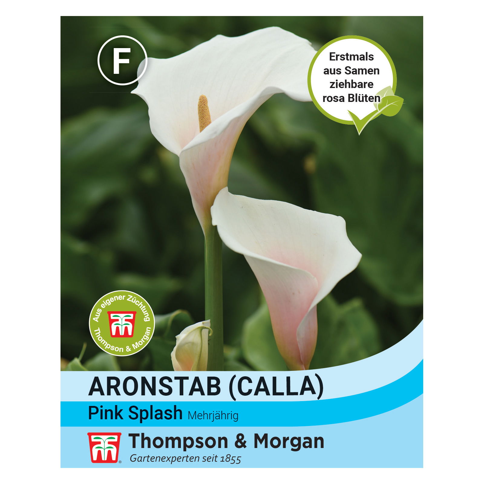 Blumensamen, Calla 'Pink Splash', rosa, 8 Stück