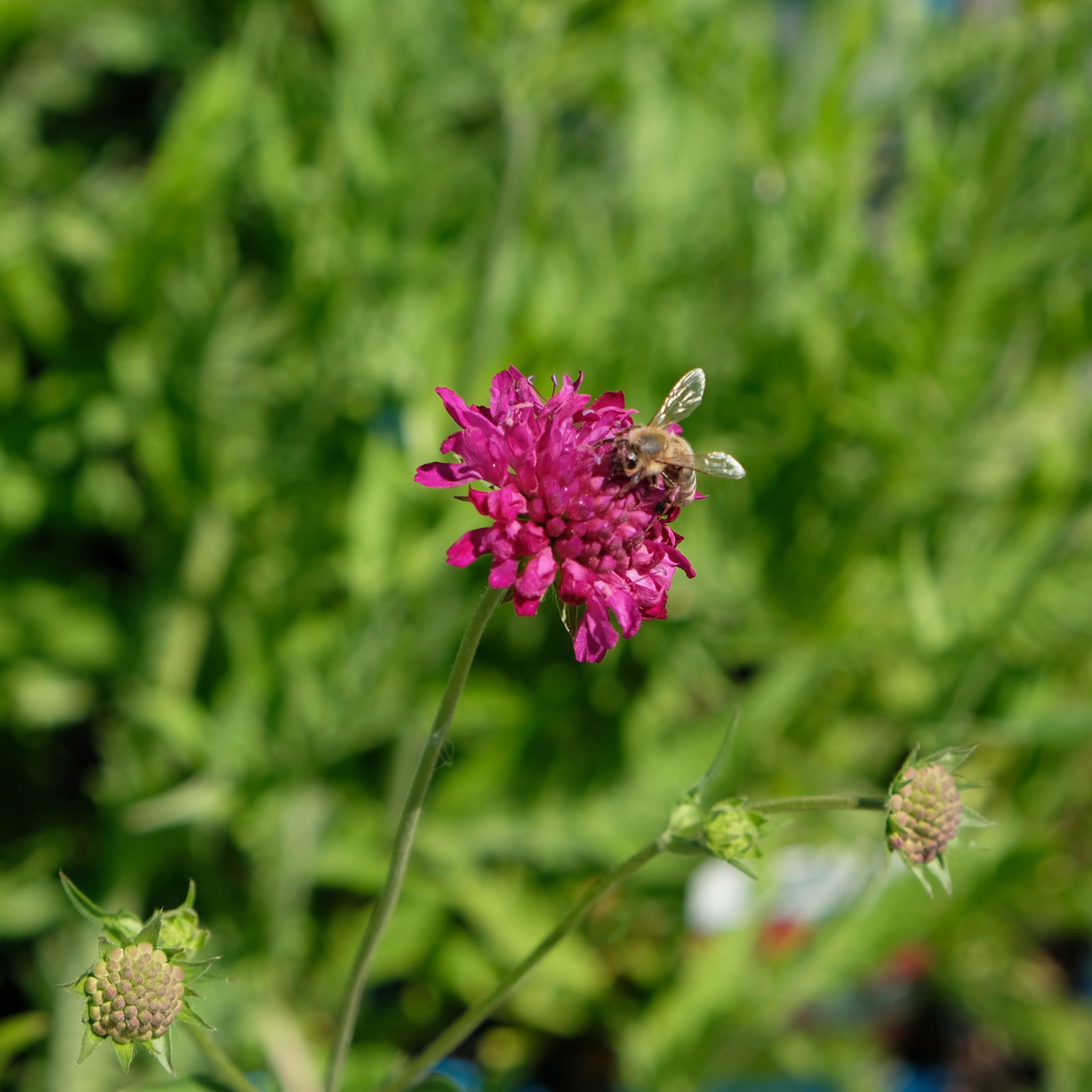 Bio Witwenblume rot, Topf-Ø 11 cm, 3er-Set