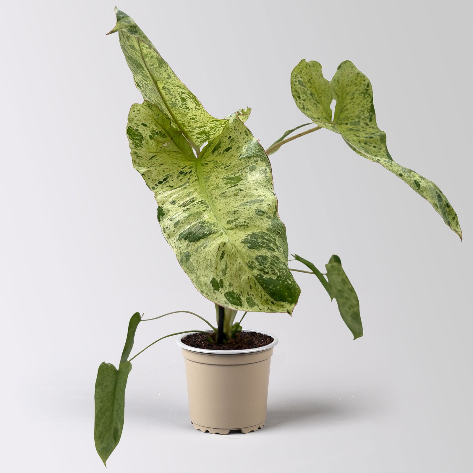 Philodendron 'Paraiso Verde', Topf-Ø 12 cm, Höhe ca. 30 cm