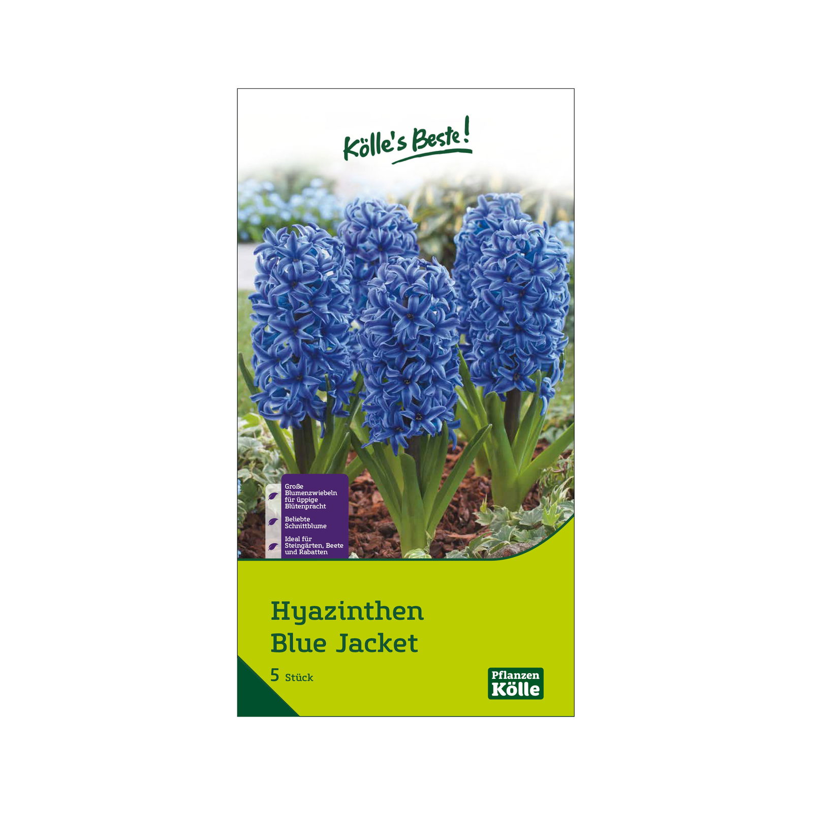 Garten-Hyazinthen 'Blue Jacket', blau, Größe 15/16, 5 Blumenzwiebeln