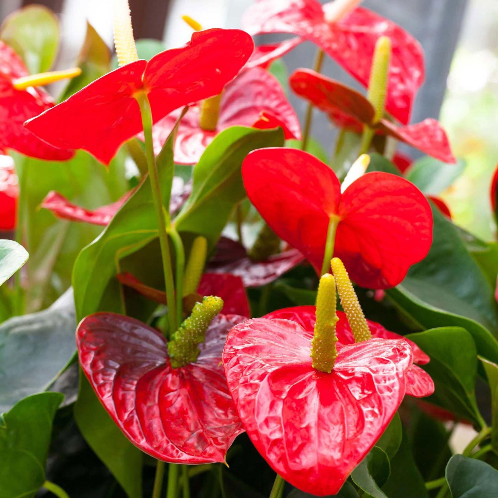 Flamingoblume 'Royal Red Champion', Topf-Ø 12 cm, Höhe ca. 35 cm