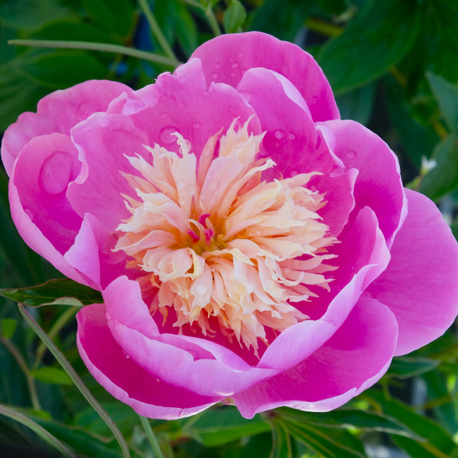 Kölle's Beste Edel-Pfingstrose 'Bowl of Beauty' rosa-weiß, 3 Liter Topf