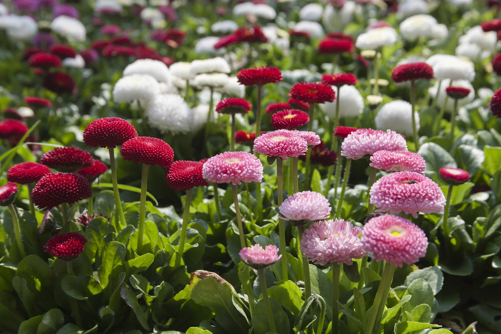 Gänseblümchen