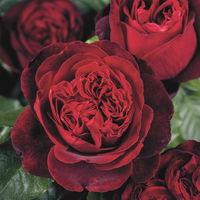 Duftende Edelrose 'Admiral®', rubinrot, Topf 5 Liter