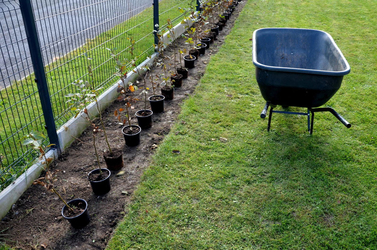 Hecke auf dem Grundstück pflanzen