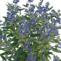 Bartblume 'Blue Cloud®', dunkelblau, Topf 5 Liter