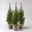 Zuckerhutfichte, Picea glauca 'Perfecta'®, 3er Set, Topf 13 cm Ø