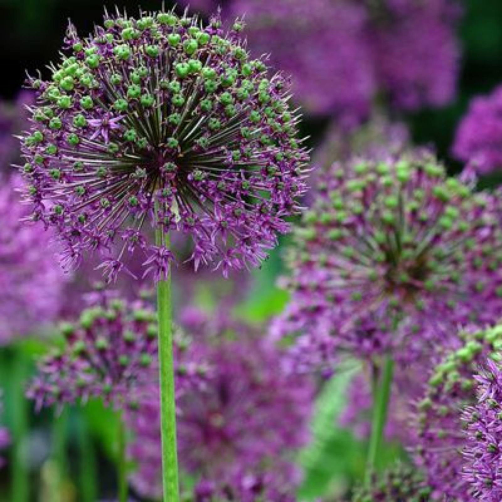 Allium