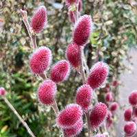 Salix Rotkätzchen®, 75 cm Stamm, im 5 Lt. Topf