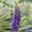 Sommerflieder, Buddleja davidii 'Empire Blue', blauviolett, Topf 5 lt.