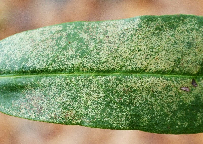 Wanzen auf Rhododendron