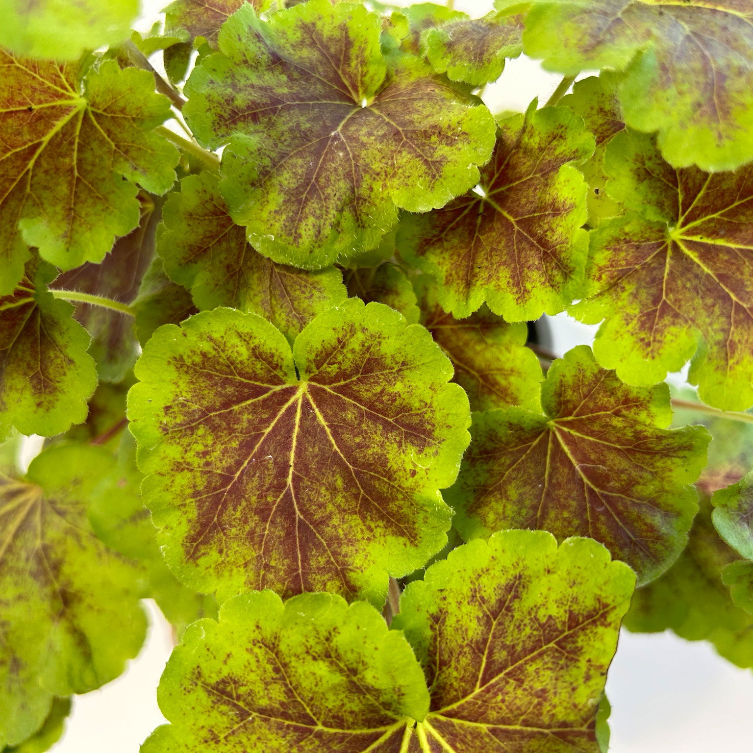 Heucherella 'Solar Eclipse®', rotbraun/limettengrün, Topf-Ø 12 cm, 3 Stück