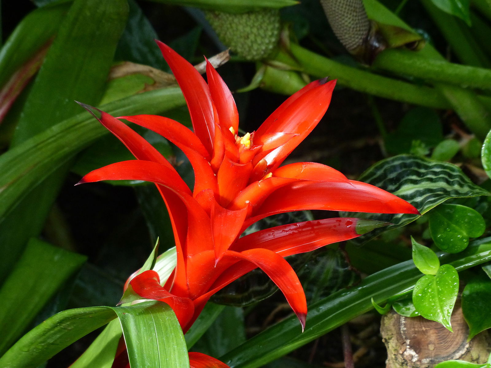 Guzmania 