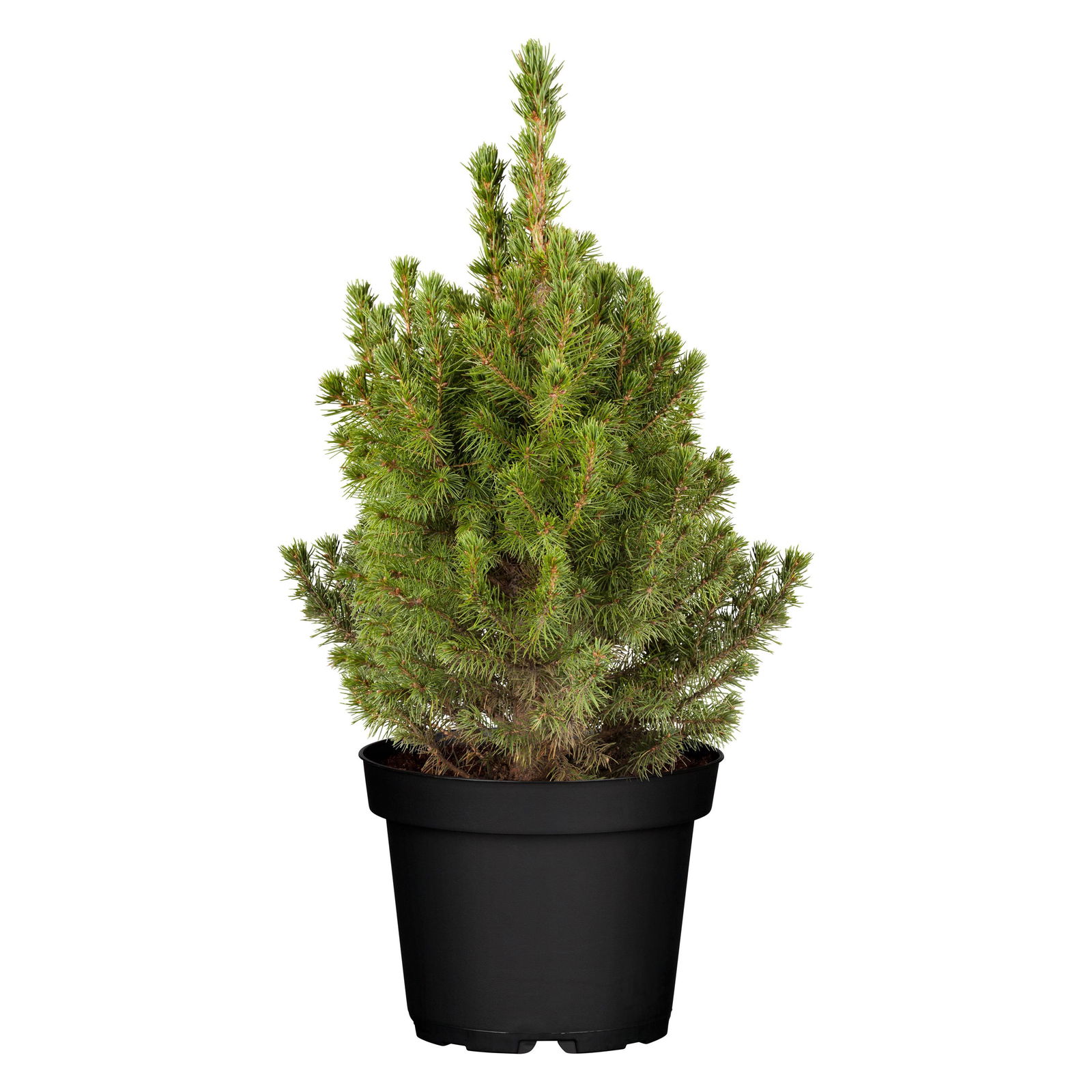 Zuckerhutfichte, Picea glauca 'Conica',  Topf-Ø 17 cm, 2er Set