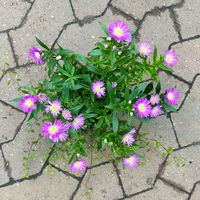 Aster & Mühlenbeckia, 3er-Set, rosa gefüllt, Topf 12/13 cm Ø