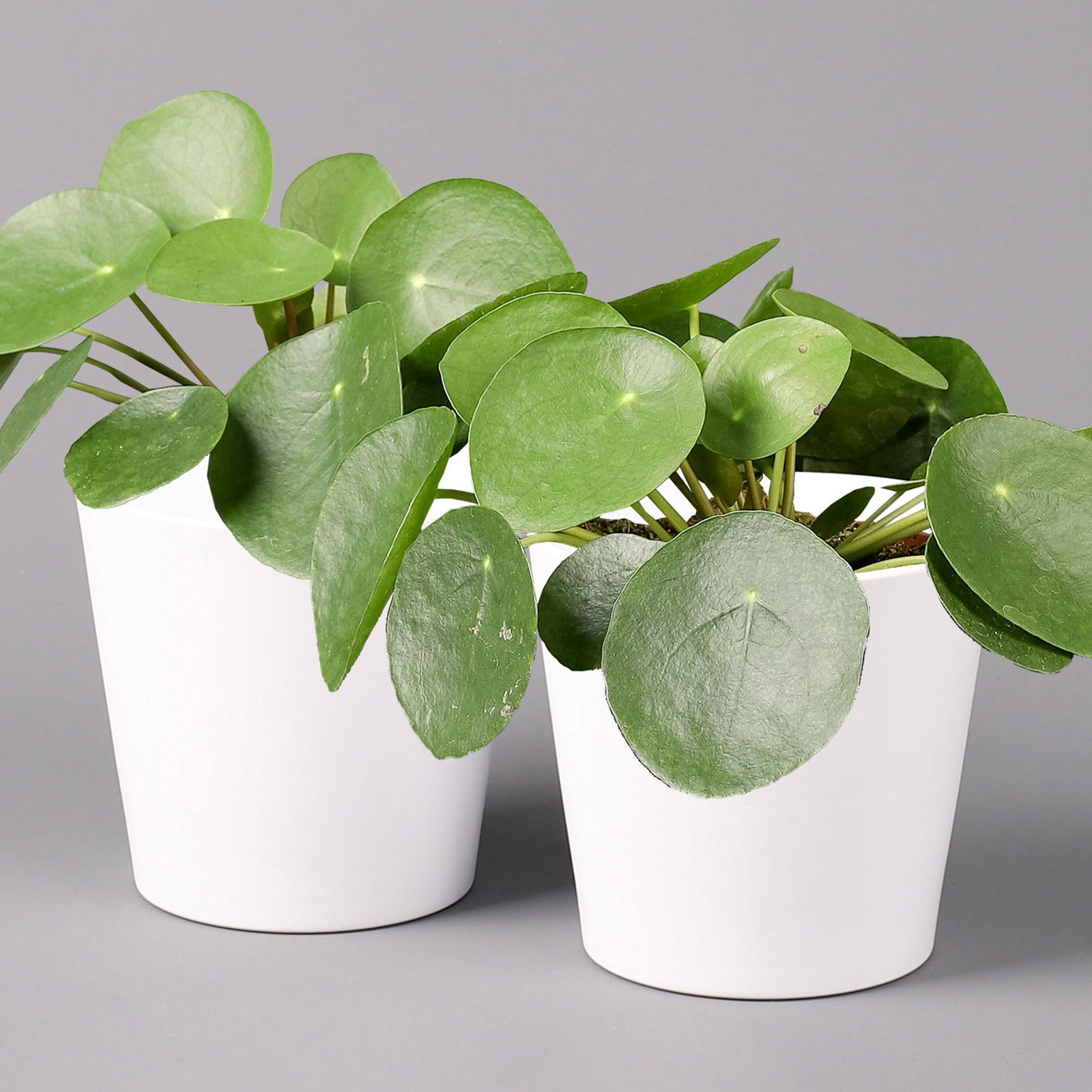 Pilea peperomioides in Topf Dallas weiß, Topf-Ø 12 cm, Höhe ca. 20 cm, 2er-Set