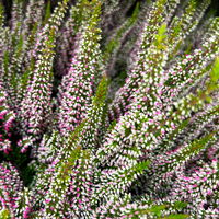 Calluna 'First Ladies®' rosa, Topf-Ø 11 cm, 6 Stück