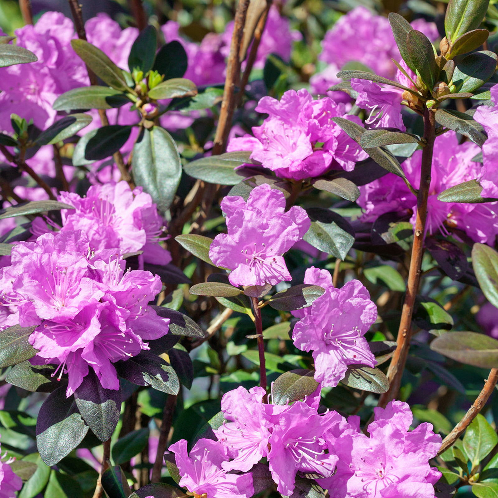 Frühlingsalpenrose 'P. J. Mezitt', 3er-Set, Höhe 30-40 cm, Topf 4 Liter