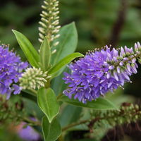 Hebe Farbe zufällig, Topf-Ø 23 cm