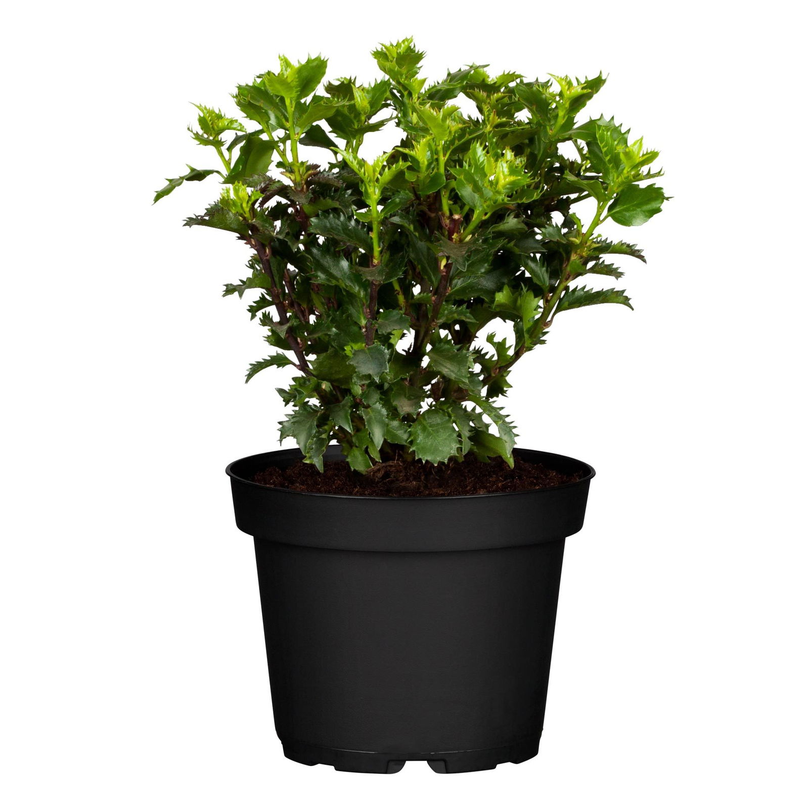 Ilex meserveae 'Little Rascal'®, 5er-Set, Höhe 25-30 cm, Topf 3 Liter