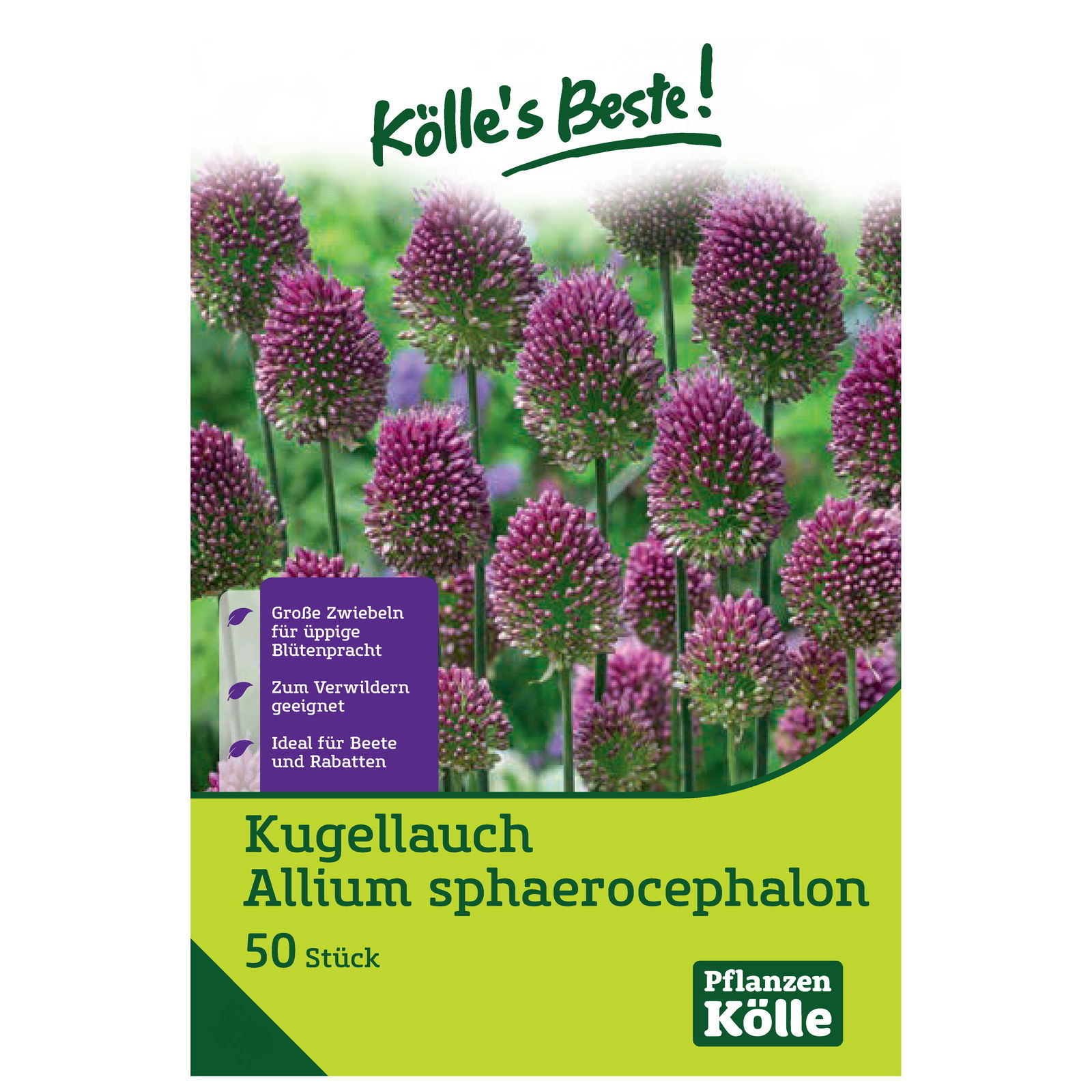 Kaukasischer Kugellauch, Allium, 50 Blumenzwiebeln, purpurrot, Größe 6/+