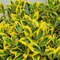 Japanischer Spindelstrauch, Euonymus japonicus 'Marieke',  Topf-Ø 17 cm, 2er-Set