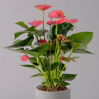 Flamingoblume, 'Pink Champion', pink, Topf-Ø 14 cm, Höhe ca. 50 cm