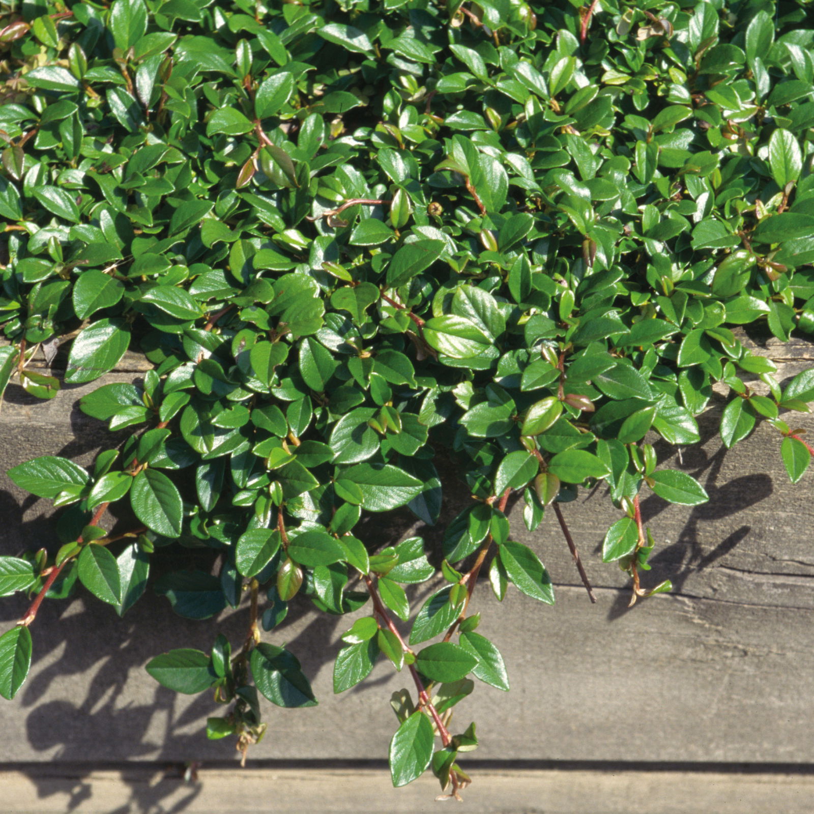 Cotoneaster dammeri 'Radicans', Topf-Ø 9 cm, 12er-Set