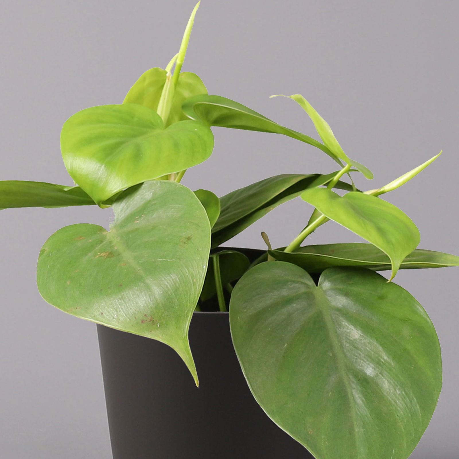 Philodendron scandens in Topf Dallas anthrazit, Topf-Ø 12 cm, Höhe ca 20 cm