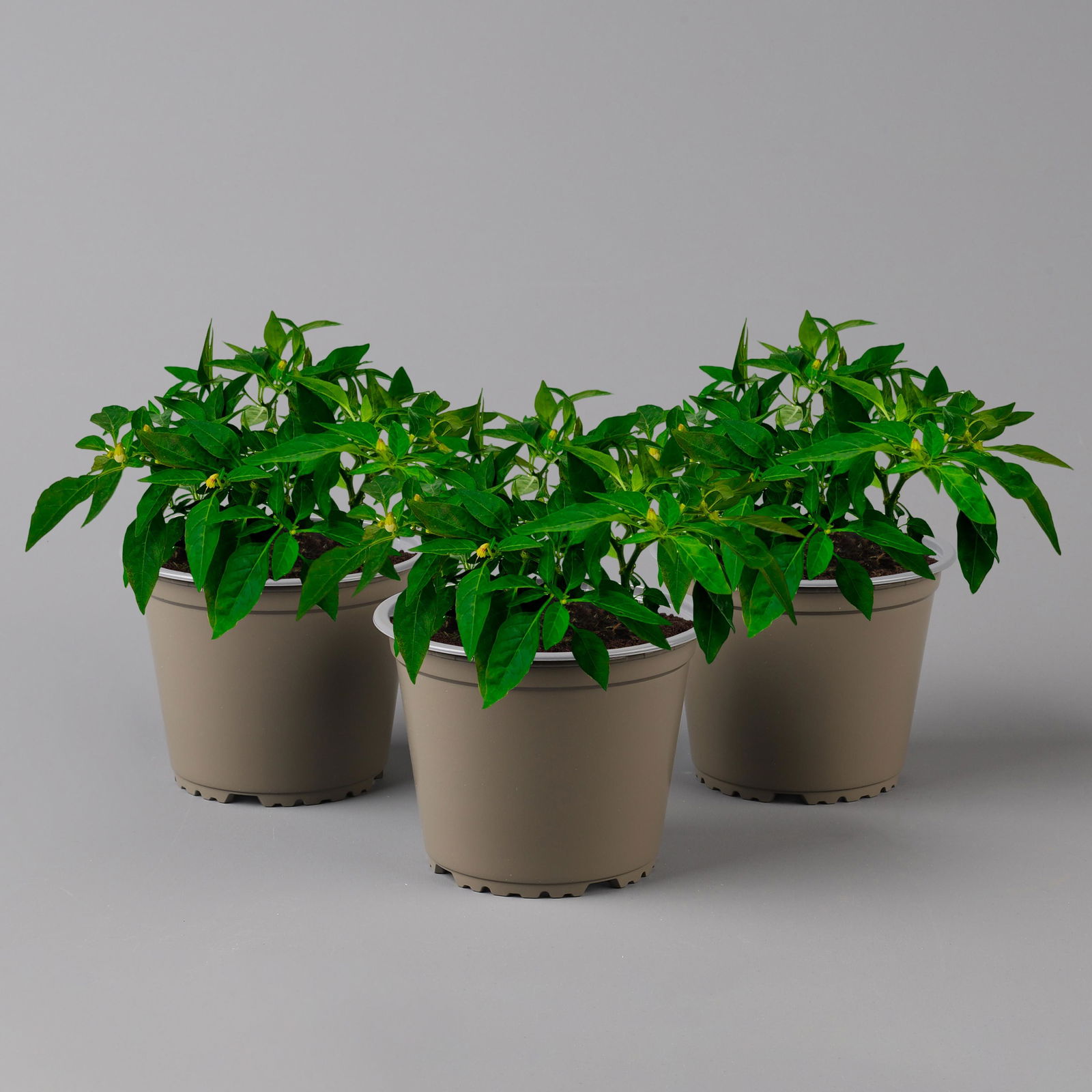 Blu Bio Chili 'Thai Chili F1', Topf-Ø 15 cm, 3er Set