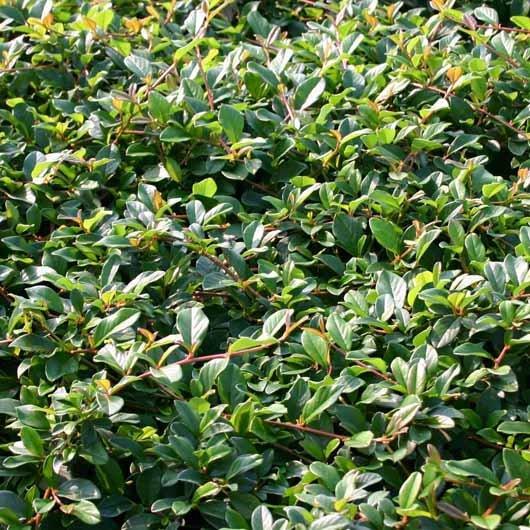 Cotoneaster dammeri 'Radicans', Topf-Ø 9 cm, 12er-Set