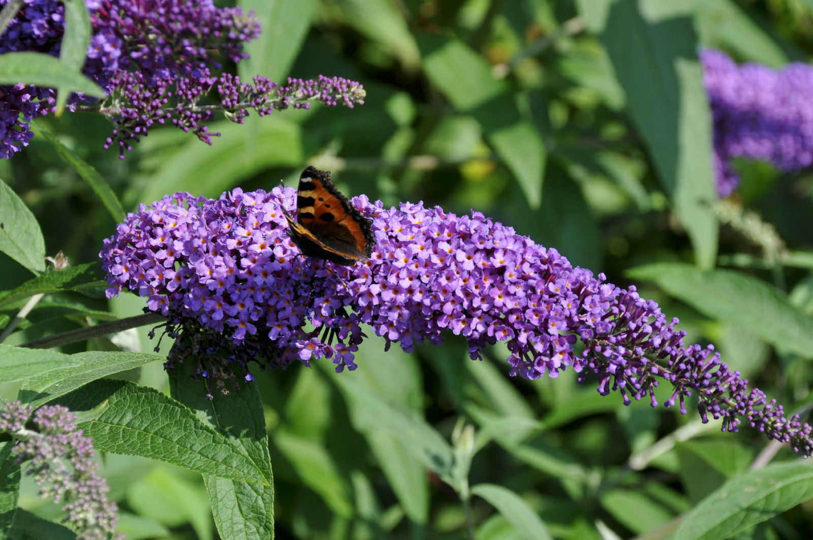 Sommerflieder