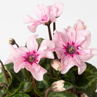 Alpenveilchen Illusia®, rosa, Topf-Ø 10,5 cm, 3 Stück