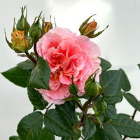 Duftende Edelrose 'Augusta Luise®', rose-aprikot, Doppelbogen, Topf 7,5 Liter