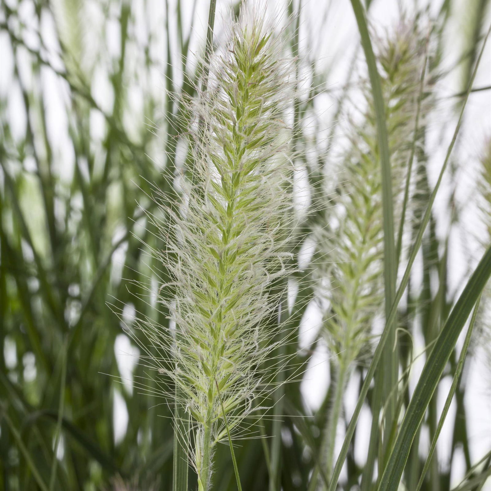 Kölle's Beste Lampenputzergras 'Hameln', 19 cm Topf