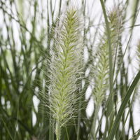 Kölle's Beste Lampenputzergras 'Hameln', 19 cm Topf