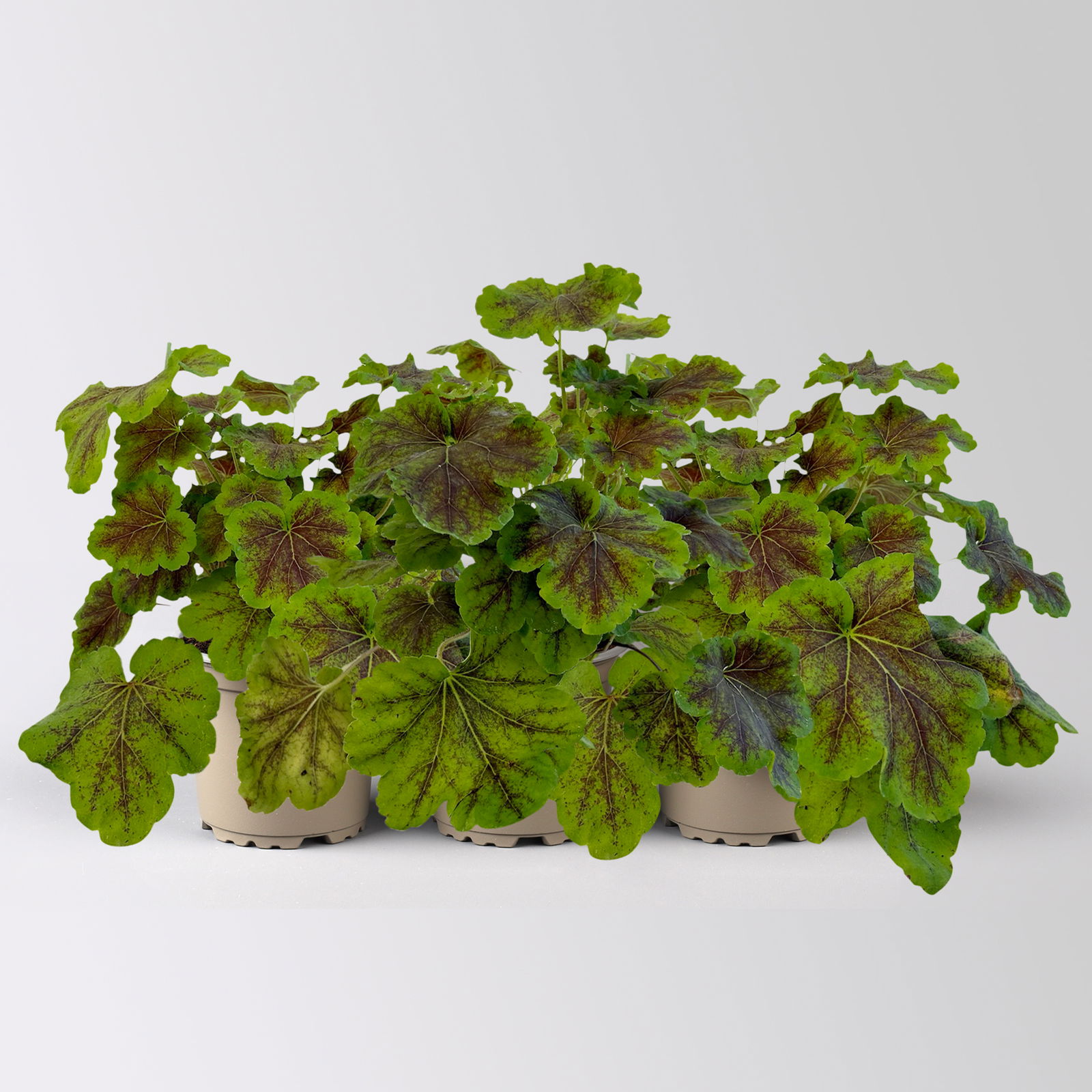 Heucherella 'Solar Eclipse®', rotbraun/limettengrün, Topf-Ø 12 cm, 3 Stück