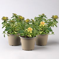 Buntlaubiges Garten-Fettblatt 'Variegatum', gelb, Topf-Ø 12 cm, 3er-Set