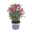 Hebe 'All Blooms®' rot-pink, Topf-Ø 12 cm, 3er-Set