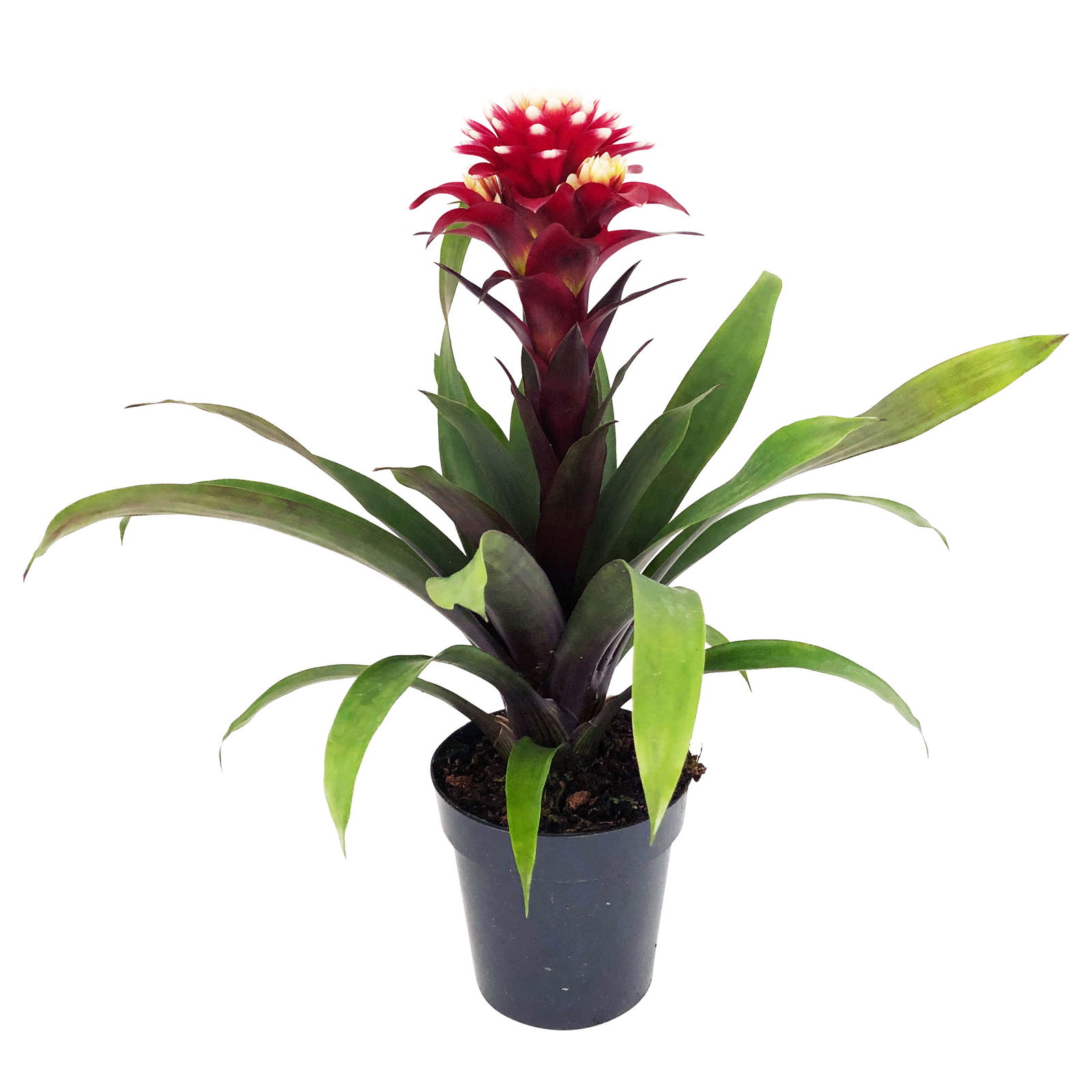 Guzmania 'Francesca', lila-weiß, Topf-Ø 12 cm , Höhe ca. 40 cm