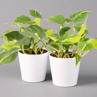 Philodendron 'Brasil' in Keramiktopf Dallas weiß, Topf-Ø 12 cm, 2er-Set