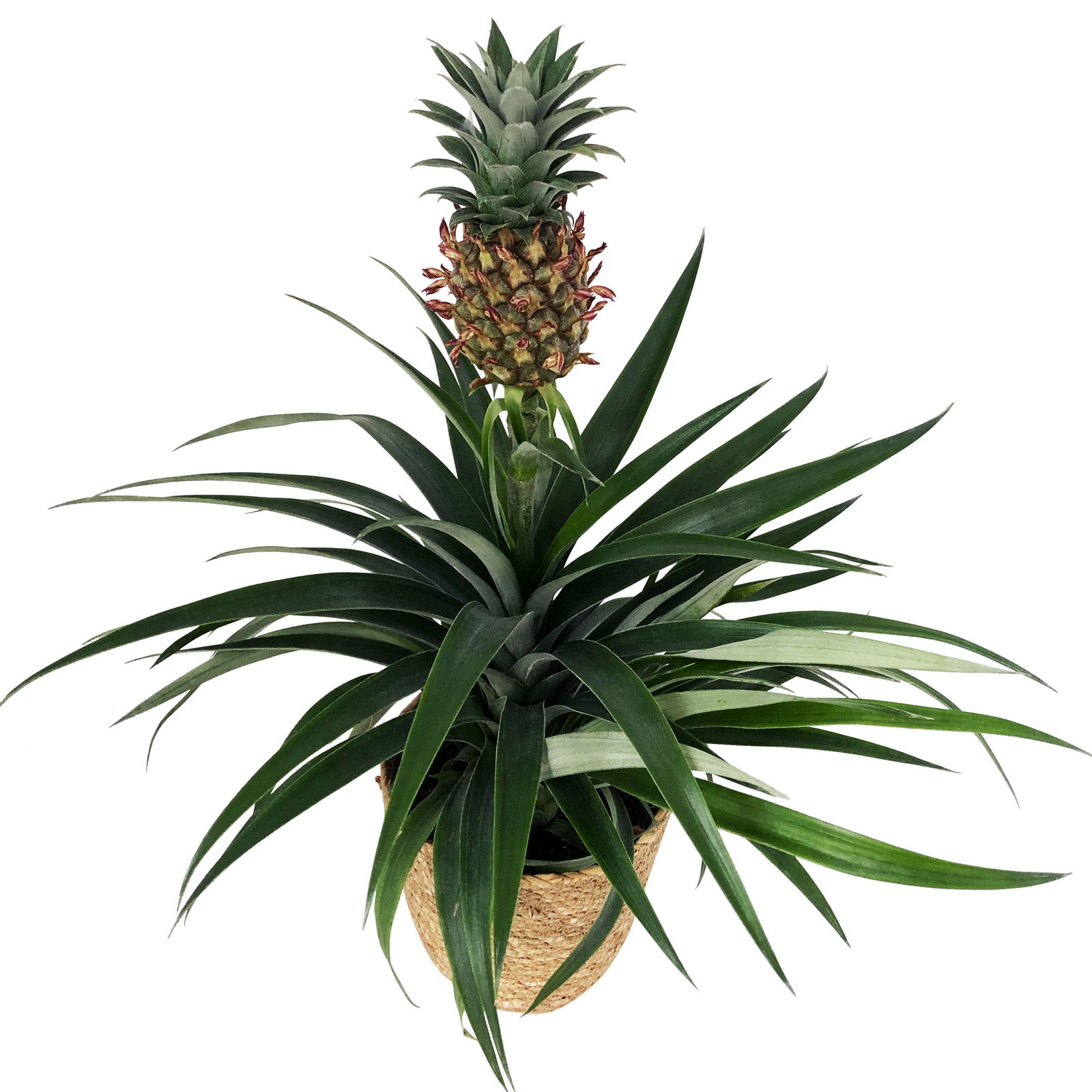 Zier-Ananas 'Amigo', Topf-Ø 12cm, mit Korb Maki, Höhe ca. 45 cm