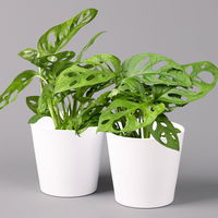 Monstera adansonii mit Keramiktopf weiß, Topf-Ø 12 cm, Höhe ca. 25 cm, 2er-Set