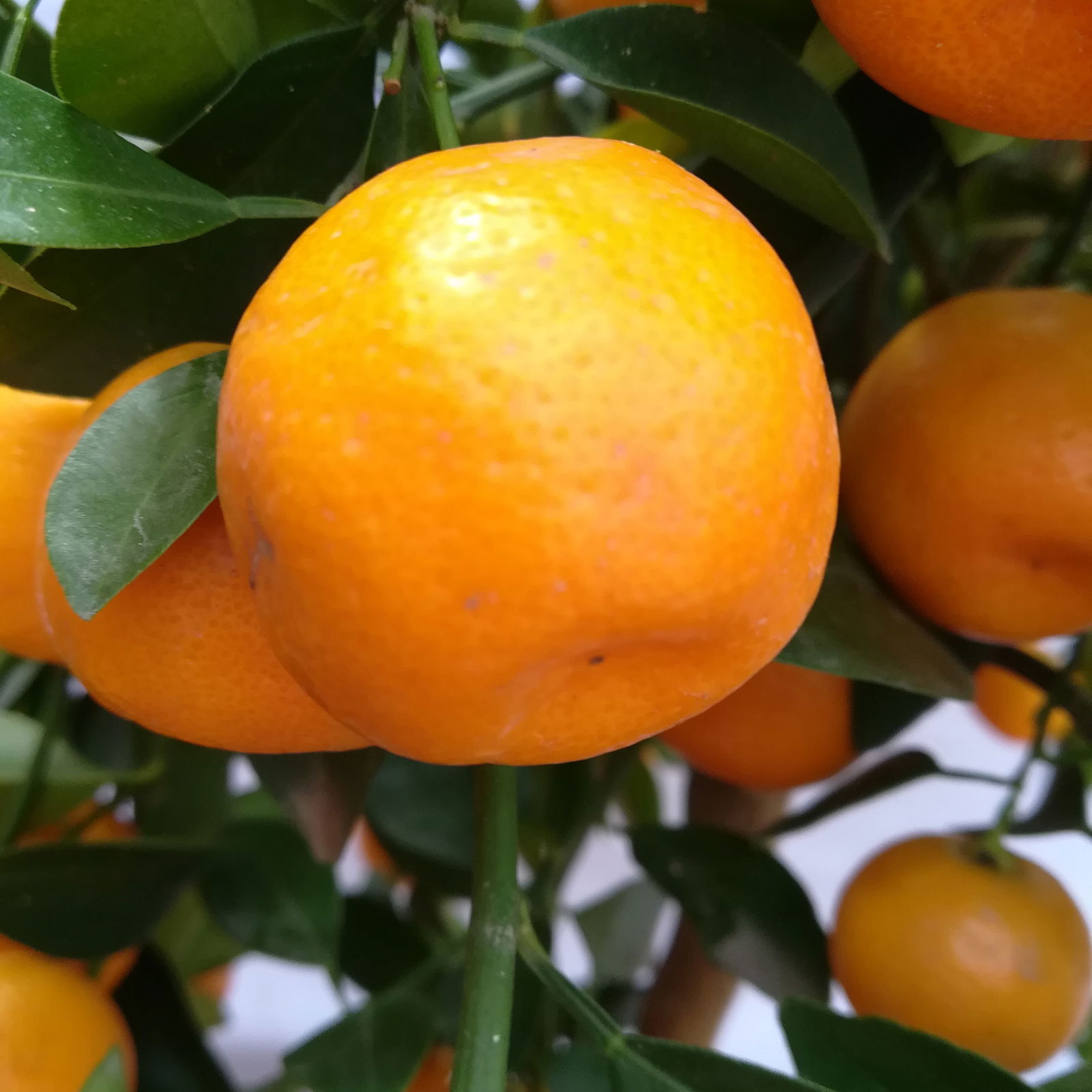 Calamondin, Stamm, Topf-Ø 20 cm, Höhe ca. 60 cm